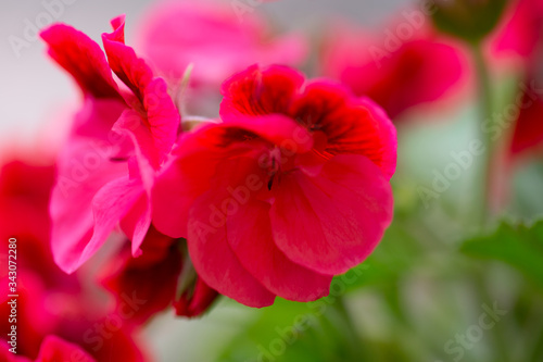 red flowers Close-up, background, shallow depth of field. 