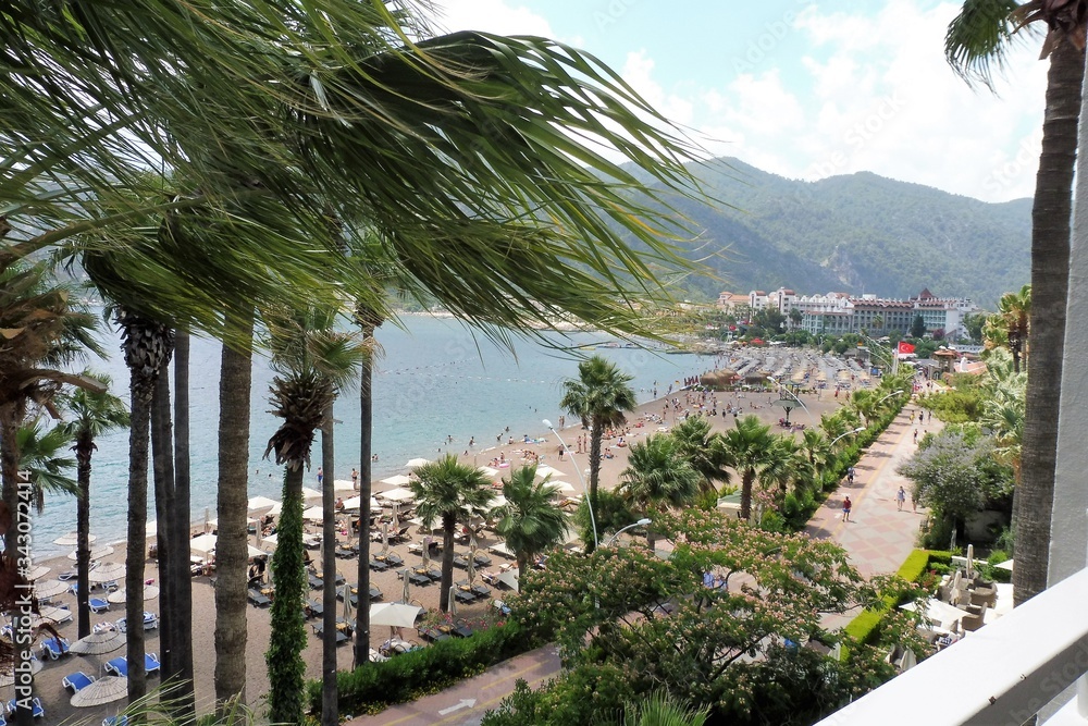 palm trees on the beach