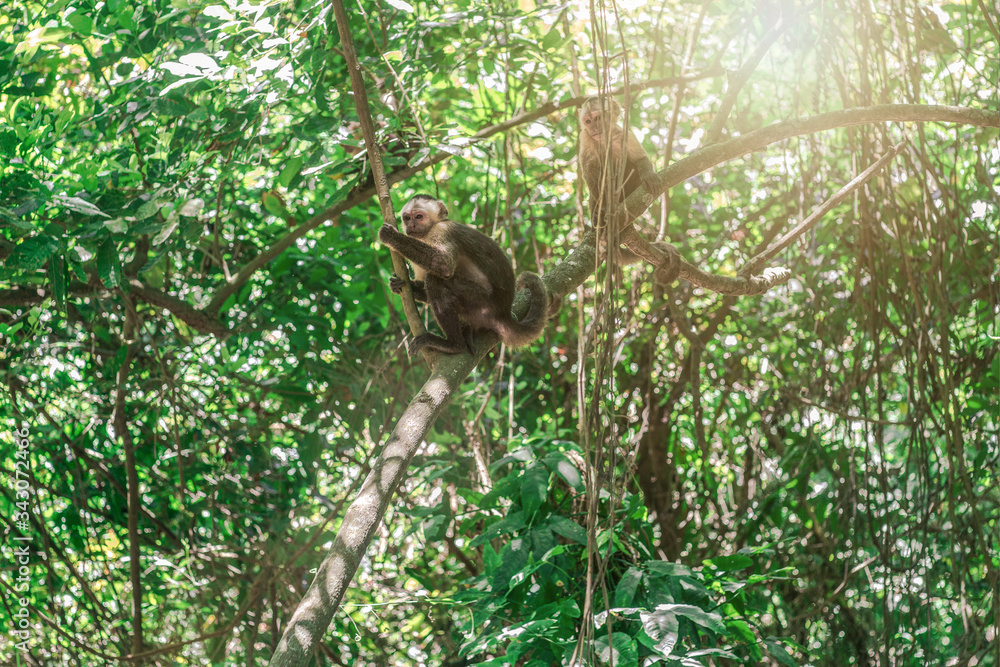 Affe im Tayrona park Kolumbien