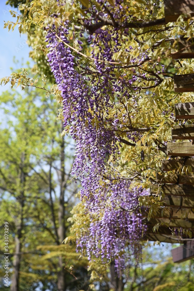 Wisteria flowers blooming on the wisteria trellis. Wisteria flowers blooming on the wisteria trellis.