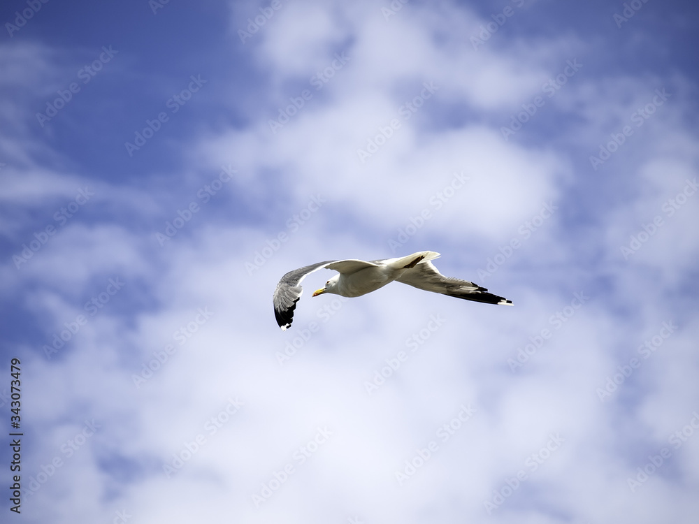 Obraz premium Seagull in beach