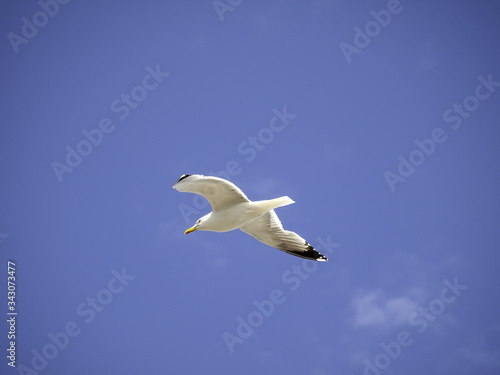 Seagull in beach