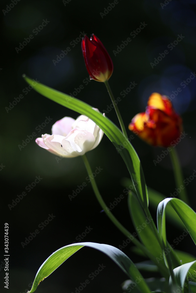 Fototapeta premium Photo of a radiant green spring background of tulips. Low depth of field
