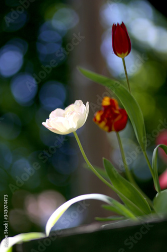 Photo of a radiant green spring background of tulips. Low depth of field