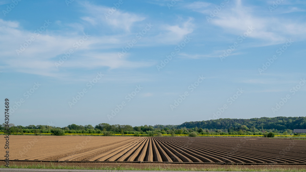 Dutch Meadow landscape