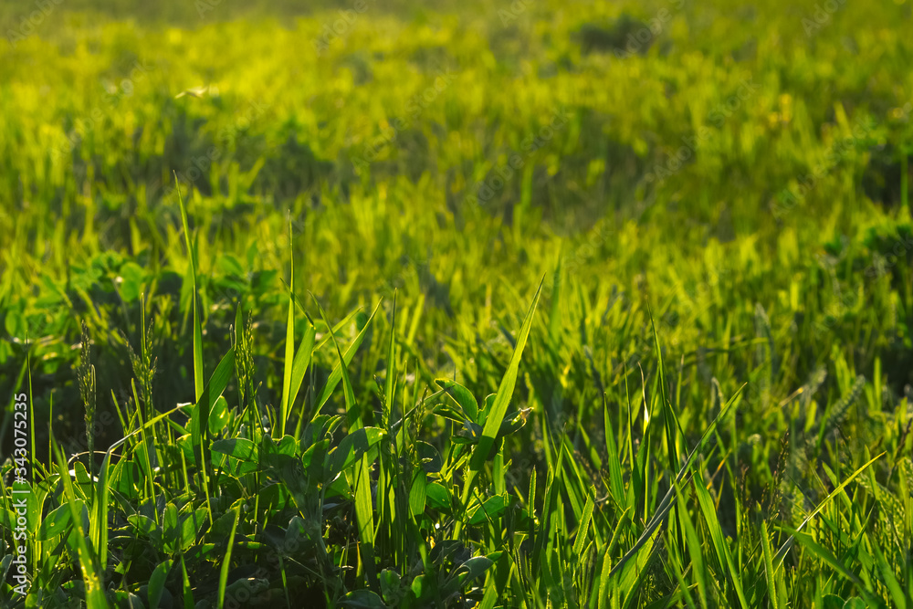 Greenery. Grass close-up. The plant is large. Wallpaper. Sun glare light. Greenery. Grass close-up. The plant is large. Wallpaper. Sun glare light.