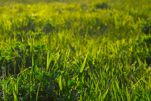 Greenery. Grass close-up. The plant is large. Wallpaper. Sun glare light.