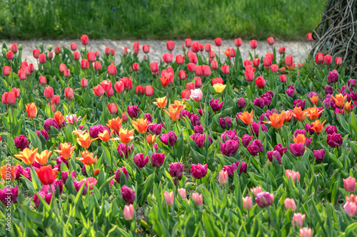 Beautiful mulitcolor flowerbed with tulips