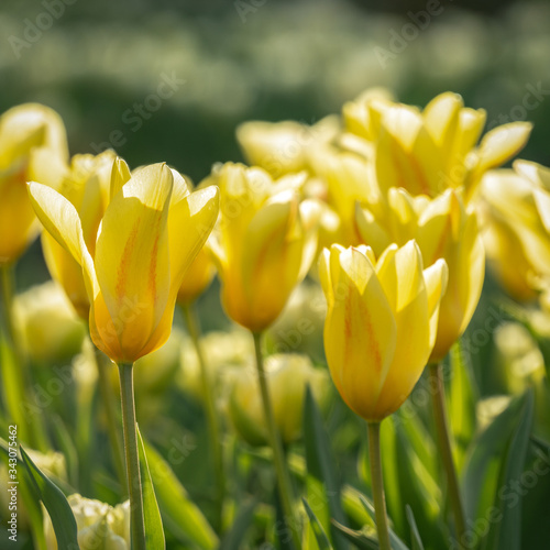 Beautiful yellow tulips in bright sunlight