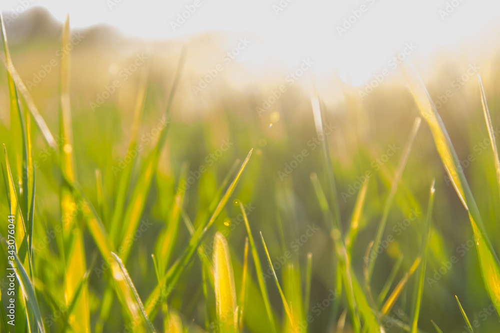 Fototapeta premium Greenery. Grass close-up. The plant is large. Wallpaper. Sun glare light.