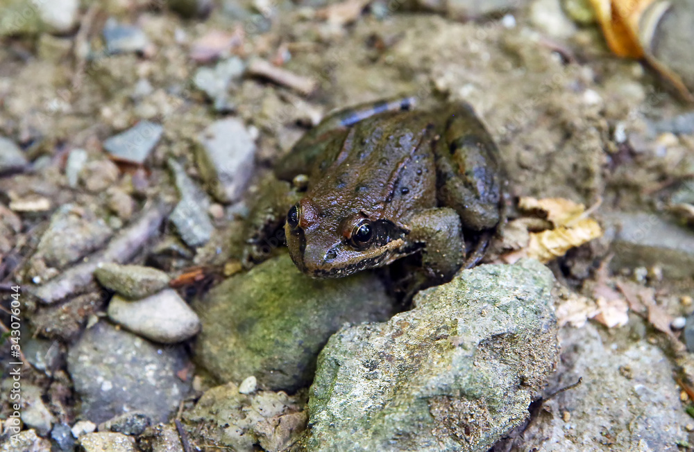 Fototapeta premium Frog sitting on Stone in River . wild frog on river stones . frog in a river in the middle of nature . The frog is sitting on a river stone .