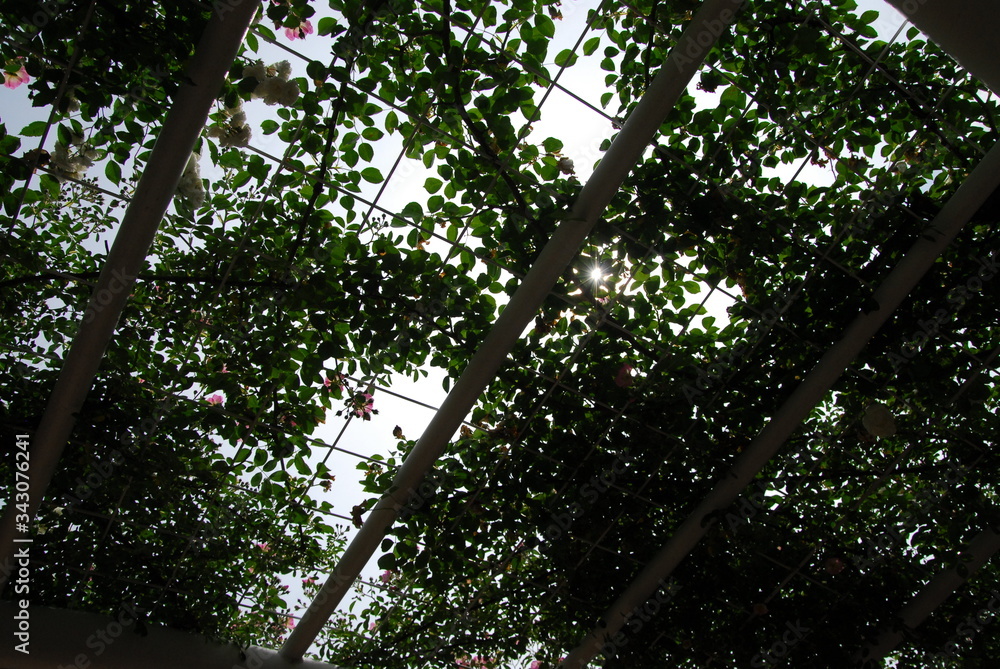 Fototapeta premium 薔薇庭園