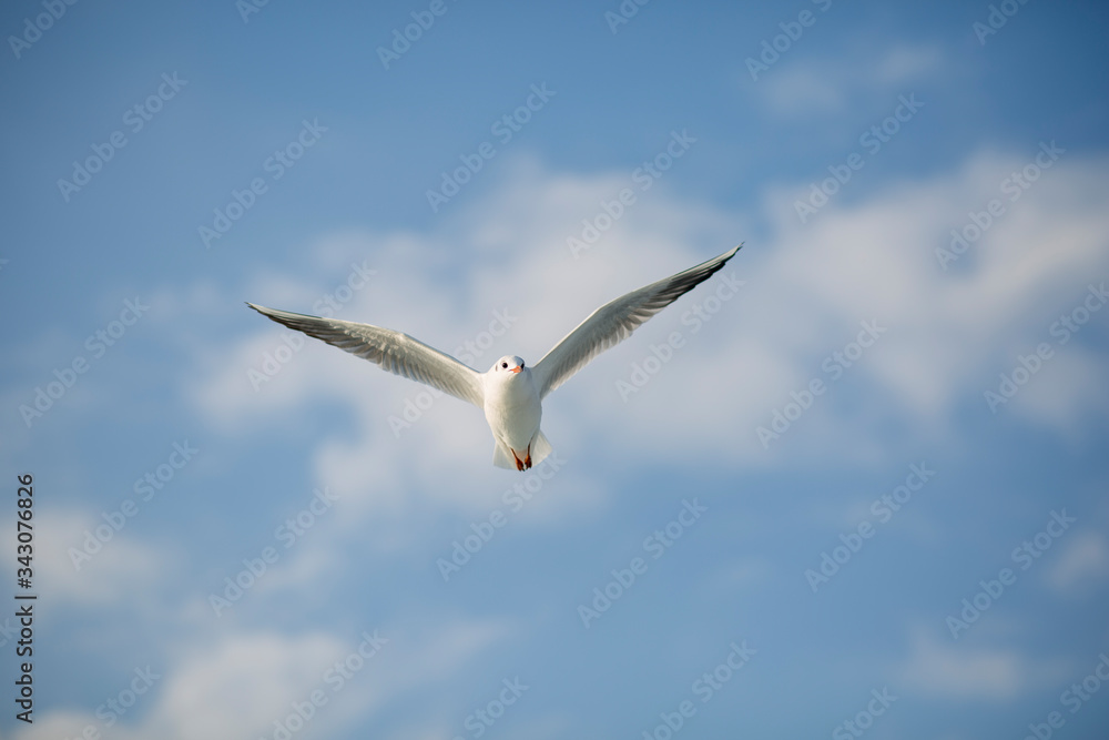 seagull in flight. seagull in the sky. bird wings.  seagull fly over