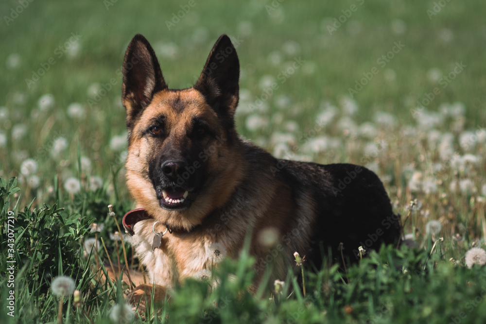 German shepherd lies in a field of dandelions, a shepherd in nature, a dog in the grass German shepherd lies in a field of dandelions, a shepherd in nature, a dog in the grass