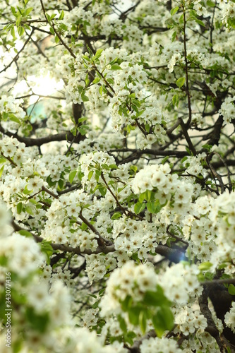 flowering apple tree in spring. 