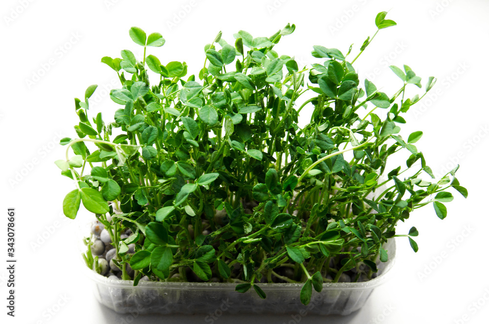 Fresh organic pea shoots stock photo Fresh organic pea shoots stock photo