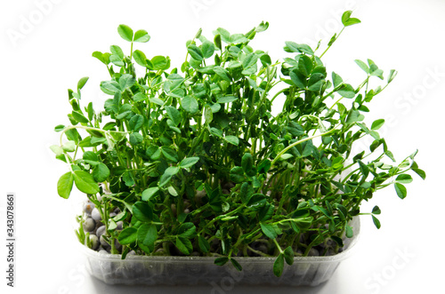Fresh organic pea shoots stock photo