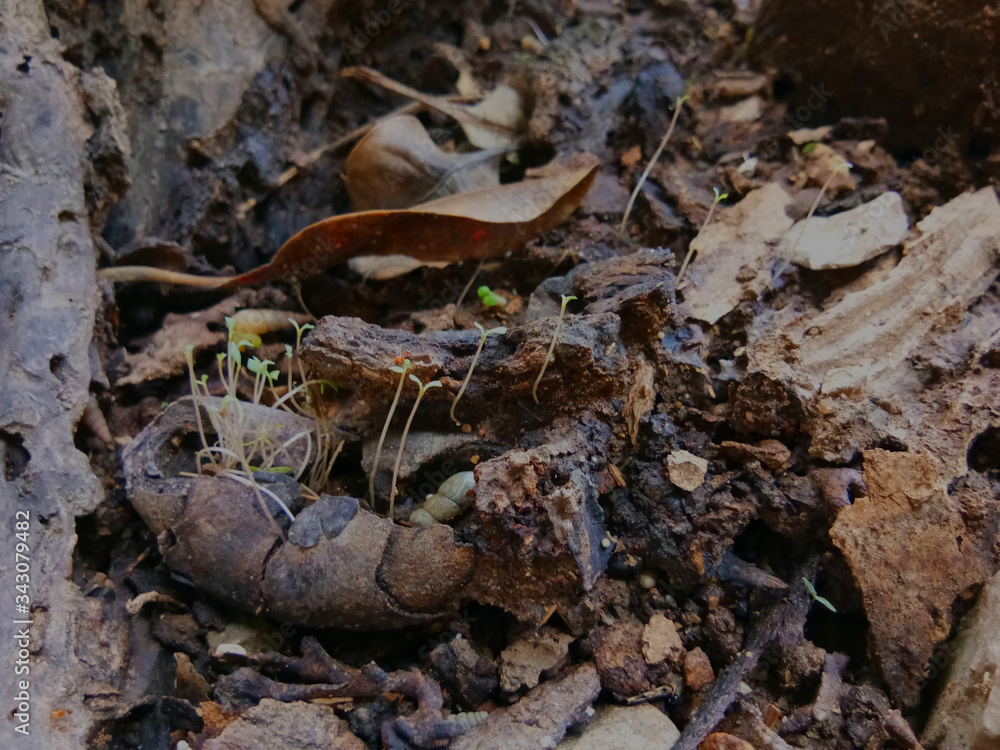 New seedling growing up from the ground among plant decay. Plant cycle concept. New seedling growing up from the ground among plant decay. Plant cycle concept.