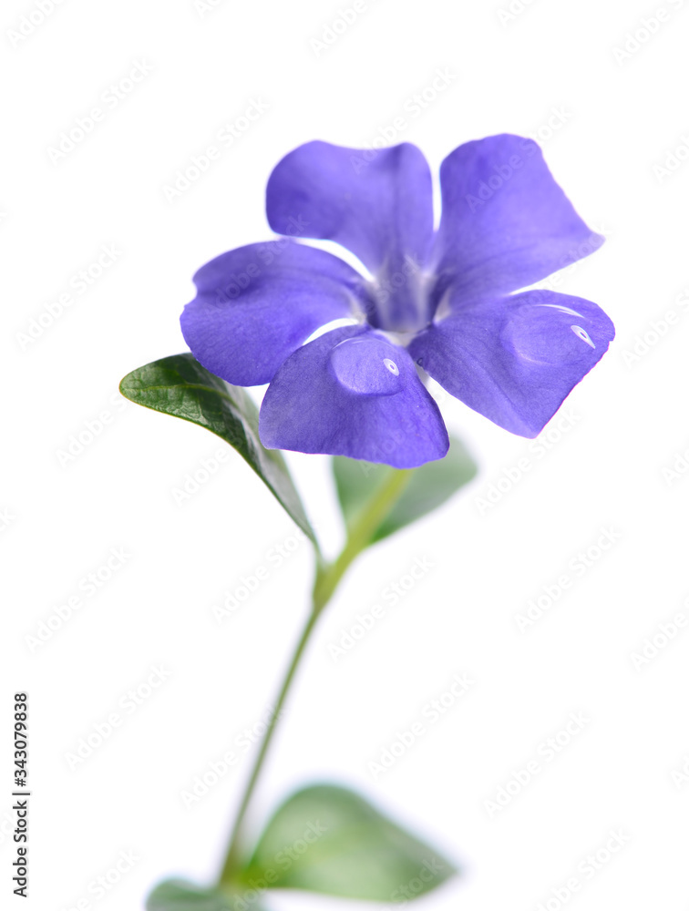 Beautiful spring purple periwinkle with dew drops on the flower petals Beautiful spring purple periwinkle with dew drops on the flower petals