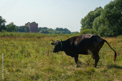 Dark brown cow grazes in the meadow. The ruins of the mill destroyed during World War II in the background. Natural landscape. Yuryatino (village in Kaluga Oblast), Russia. photo