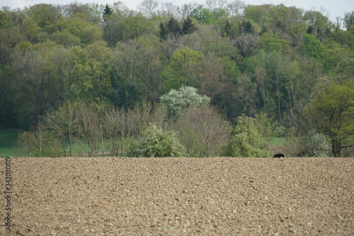 sowed field with a lonely raven hopping around, and a small wood with blooming trees on the background. photo