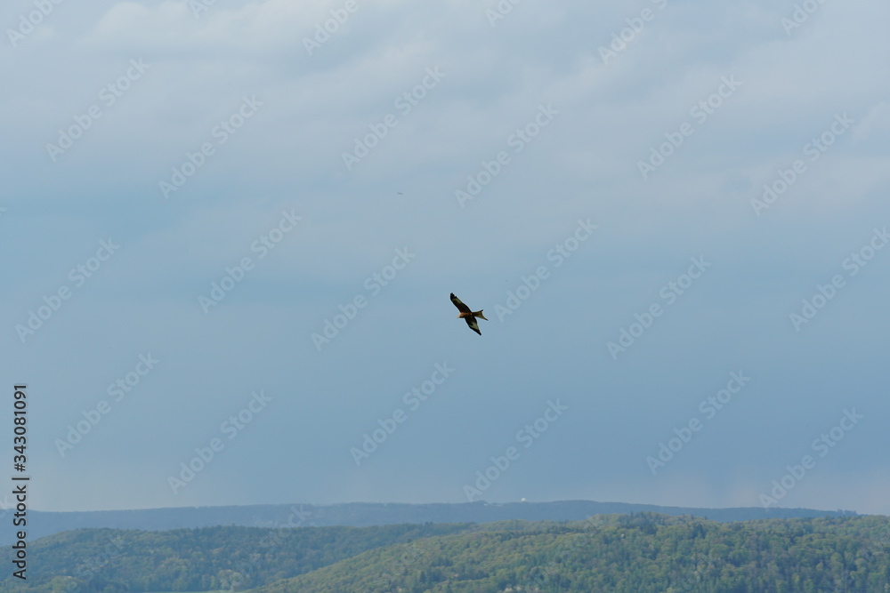 A bird of prey with wide spread wings flying above hills covered by forests and sky covered with clouds is on the background.