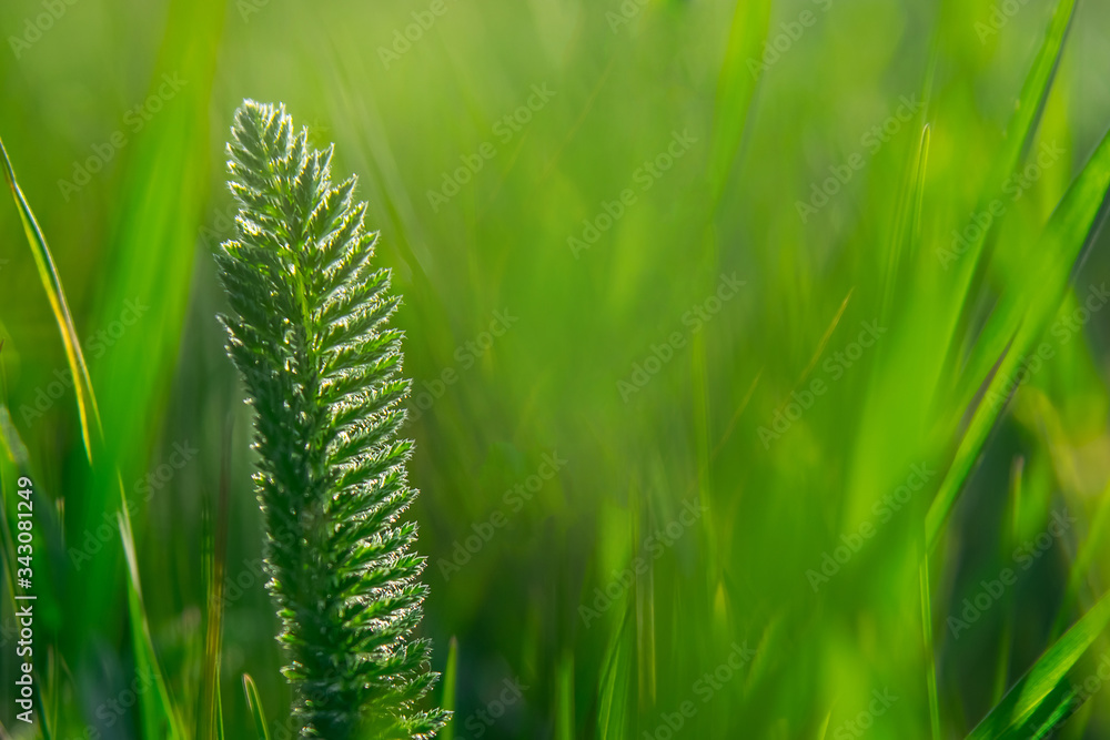 Greenery. Grass close-up. The plant is large. Wallpaper. Sun glare light. Greenery. Grass close-up. The plant is large. Wallpaper. Sun glare light.