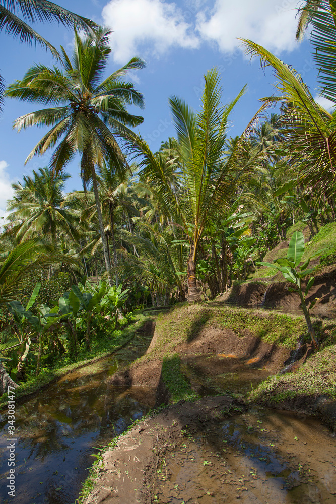 Obraz premium Beautiful rice terraces in the moring light near Tegallalang village, Ubud, Bali, Indonesia. 