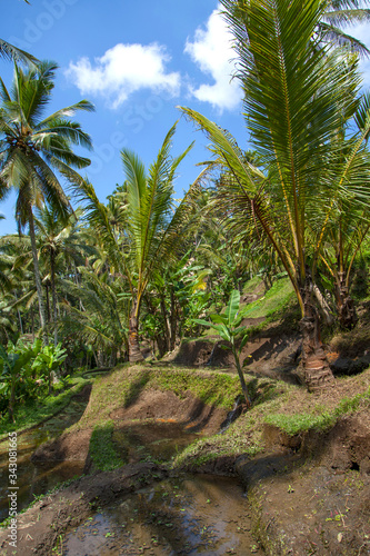  Beautiful rice terraces in the moring light near Tegallalang village  Ubud  Bali  Indonesia. 