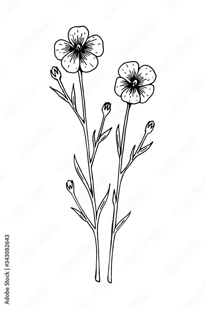 Hand drawn vector illustration of a flax isolated on white. Meadow plant drawing in a sketch style Hand drawn vector illustration of a flax isolated on white. Meadow plant drawing in a sketch style