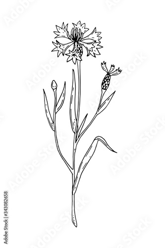Hand drawn vector illustration of a cornflower isolated on white. Meadow plant drawing in a sketch style