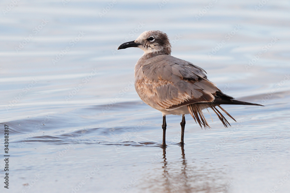 Obraz premium Sea Gull at Smathers Beach at Early Morning. Smathers Beach is the largest public beach in Key West, Florida, United States. It is approximately a half mile long