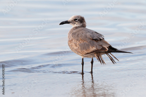 Sea Gull at Smathers Beach at Early Morning. Smathers Beach is the largest public beach in Key West, Florida, United States. It is approximately a half mile long © jayyuan