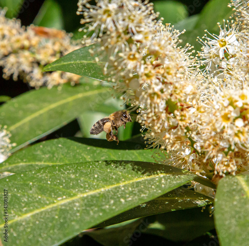 bee in action photo