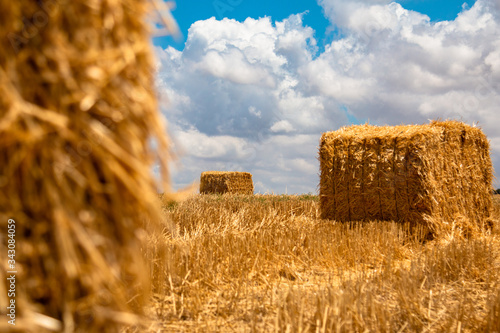 Wheat harvest in Israel 2019