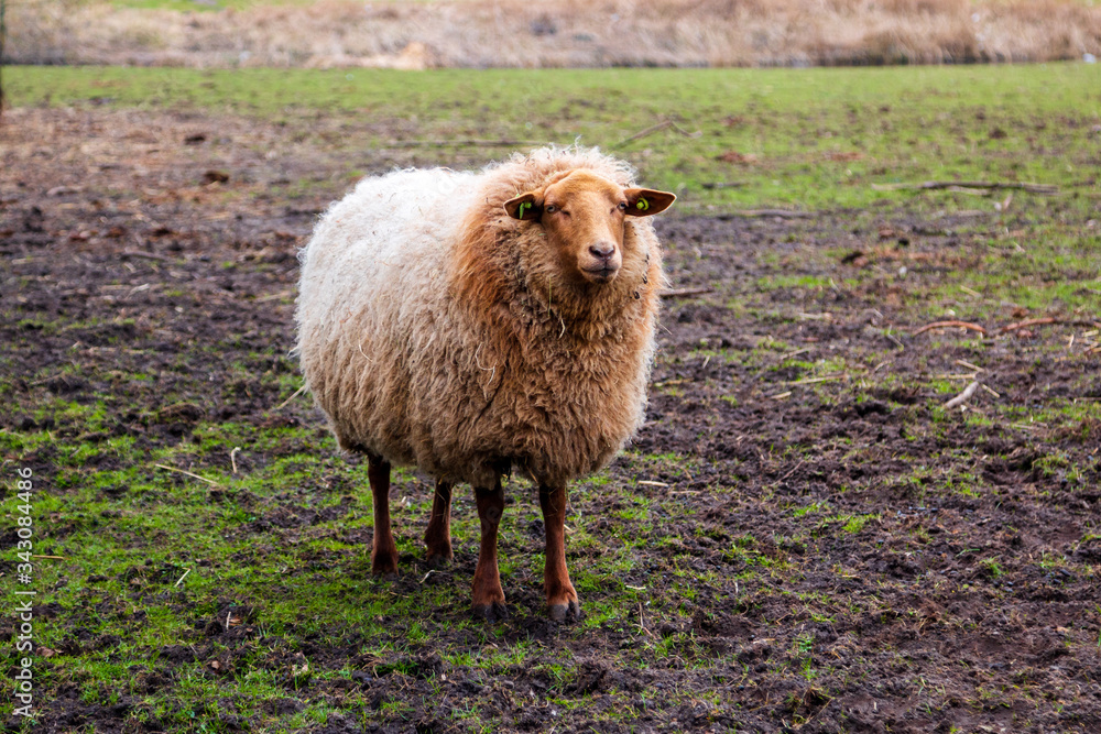 Sheep standing in a field