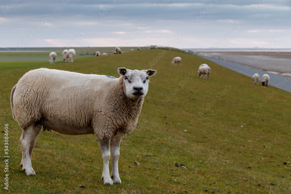 Sheep herd on a dyke of green grass against a blue sky. Sheep herd on a dyke of green grass against a blue sky.