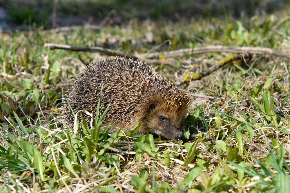 Fototapeta premium Wild hedgehog in the grass, agitated.
