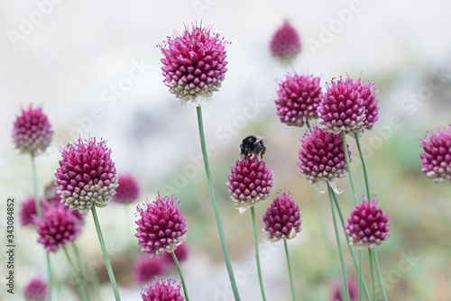 Canvas Print pink blossoms of wild chives plant, light grey blurry background and bumblebee
