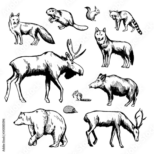 Hand drawn forest animals on white background. Vector sketch illustration.