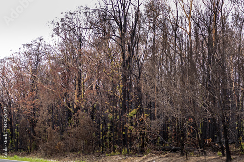 A forest near Wallaga Lake in New South Wales, Australia burnt down during the bush fires. photo