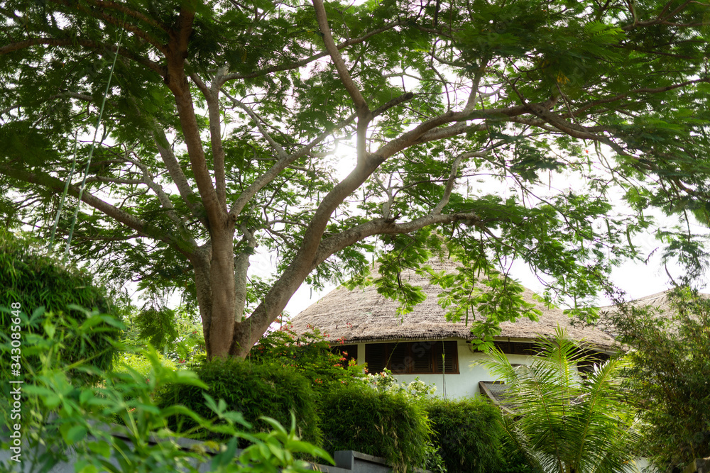 The atmosphere and interior in the style of Bali. Indonesian style. The nature of the island and the exotic. Doors and trees. Tunnel in the jungle. Culture The atmosphere and interior in the style of Bali. Indonesian style. The nature of the island and the exotic. Doors and trees. Tunnel in the jungle. Culture