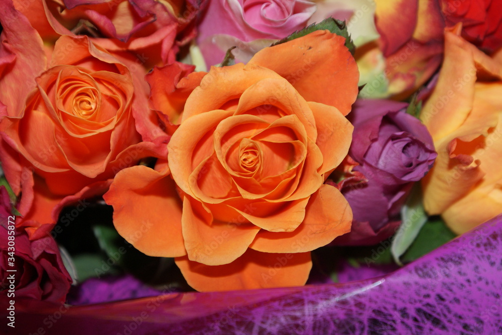 Une rose parmis tant d'autre Une rose parmis tant d'autre