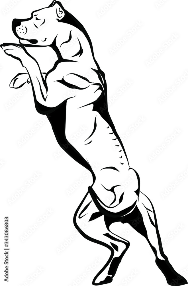 Dogo Argentino in motion vector illustration Dogo Argentino in motion vector illustration