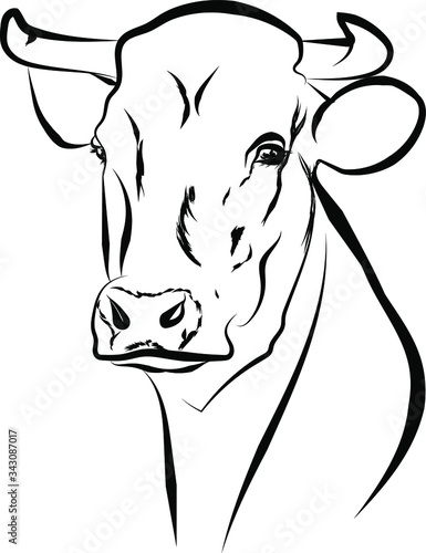 Vector illustration portrait of cow