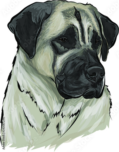 Vector illustration of Kangal Dog in color