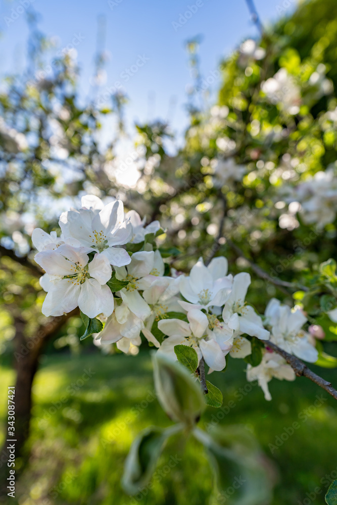 Baum, Blüte der Vogelkirsche Baum, Blüte der Vogelkirsche