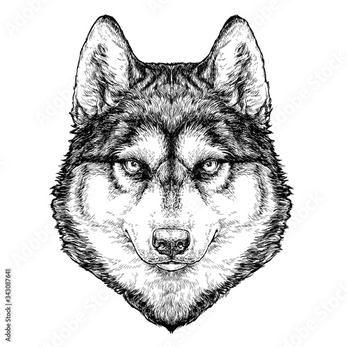 Husky Dog portrait. Vector Illustration