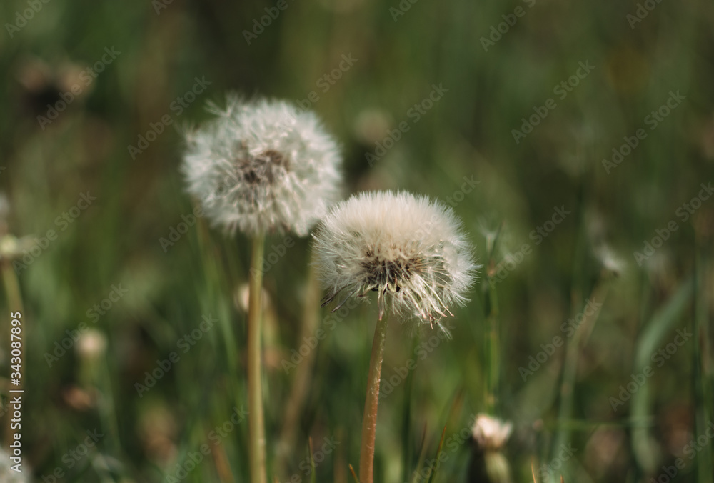 White fluffy dandelions in the field, dandelions fly in the wind White fluffy dandelions in the field, dandelions fly in the wind