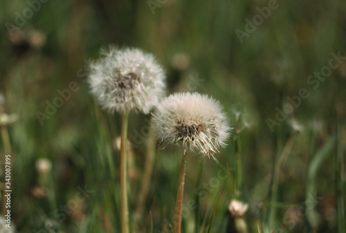 White fluffy dandelions in the field  dandelions fly in the wind